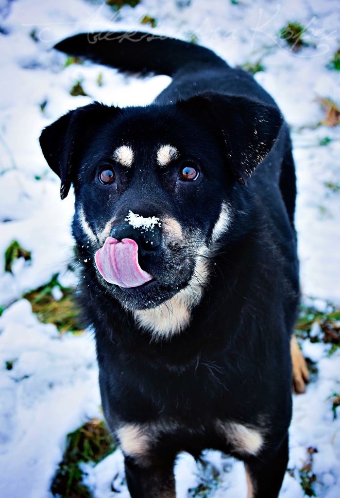 Winter Is One Of The Most Beautiful Seasons Of The Year. Our Pack Spent The First Winter Walk In The Woods. Dogs Emotions Were Indescribable, Joy, Fun And Love... Shelters Dogs They Were Very Satisfied. In Short, It Was One Of The Best Walks.