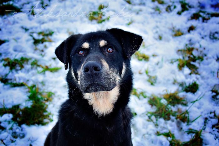Winter Is One Of The Most Beautiful Seasons Of The Year. Our Pack Spent The First Winter Walk In The Woods. Dogs Emotions Were Indescribable, Joy, Fun And Love... Shelters Dogs They Were Very Satisfied. In Short, It Was One Of The Best Walks.