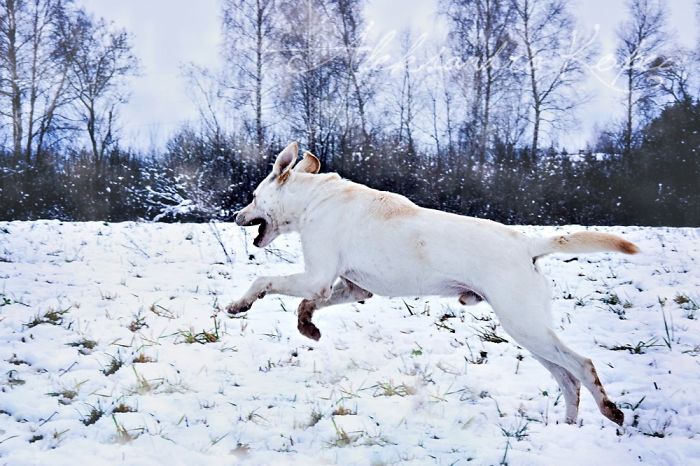 Winter Is One Of The Most Beautiful Seasons Of The Year. Our Pack Spent The First Winter Walk In The Woods. Dogs Emotions Were Indescribable, Joy, Fun And Love... Shelters Dogs They Were Very Satisfied. In Short, It Was One Of The Best Walks.