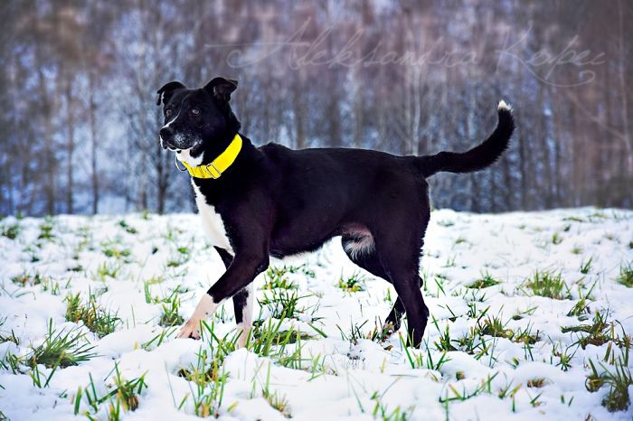 Winter Is One Of The Most Beautiful Seasons Of The Year. Our Pack Spent The First Winter Walk In The Woods. Dogs Emotions Were Indescribable, Joy, Fun And Love... Shelters Dogs They Were Very Satisfied. In Short, It Was One Of The Best Walks.