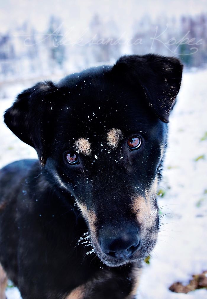 Winter Is One Of The Most Beautiful Seasons Of The Year. Our Pack Spent The First Winter Walk In The Woods. Dogs Emotions Were Indescribable, Joy, Fun And Love... Shelters Dogs They Were Very Satisfied. In Short, It Was One Of The Best Walks.