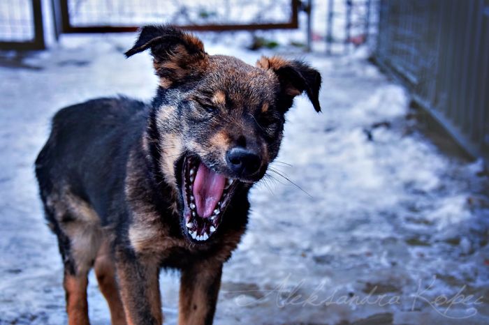 Winter Is One Of The Most Beautiful Seasons Of The Year. Our Pack Spent The First Winter Walk In The Woods. Dogs Emotions Were Indescribable, Joy, Fun And Love... Shelters Dogs They Were Very Satisfied. In Short, It Was One Of The Best Walks.