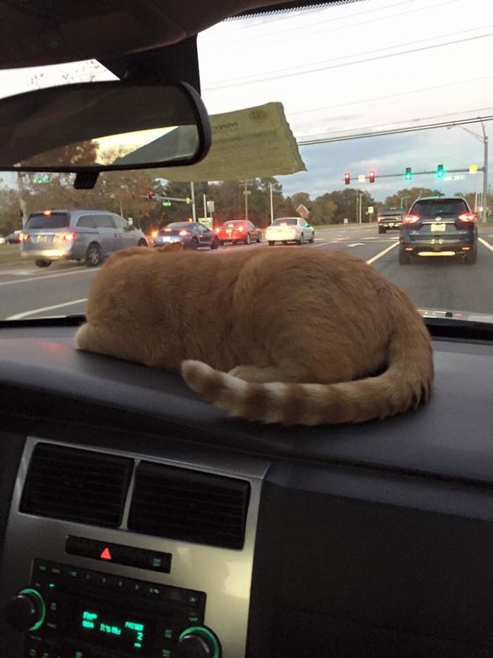 Car Ride Loving Cat