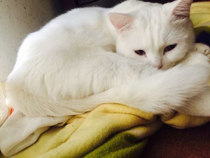 My Cat:panbe😺