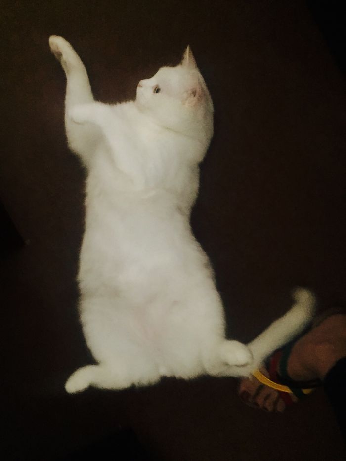 My Cat:panbe😺