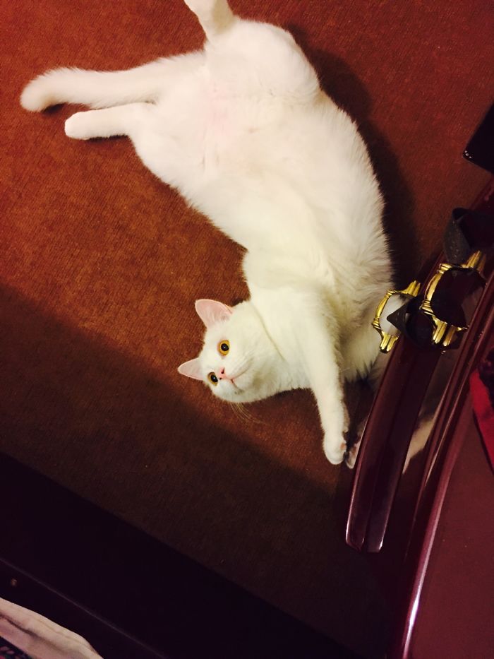 My Cat:panbe😺