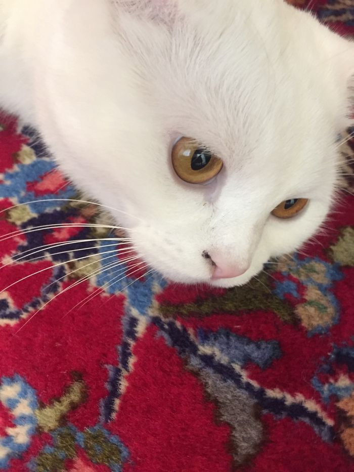 My Cat:panbe😺