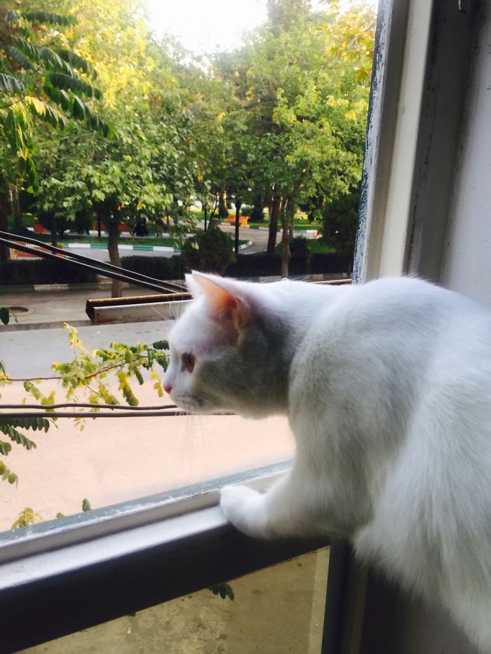 My Cat:panbe😺