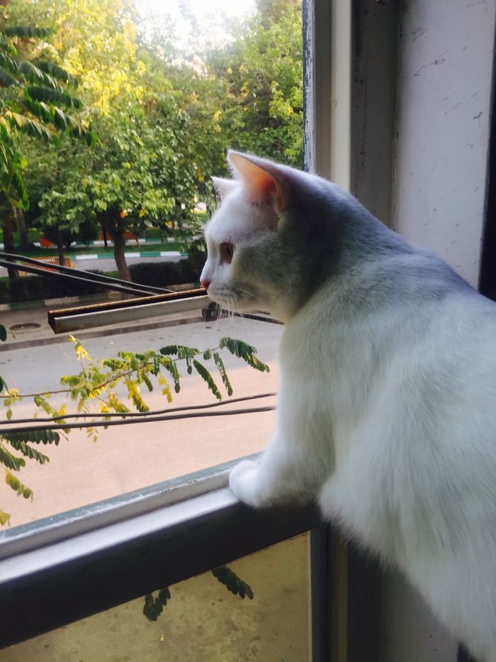 My Cat:panbe😺