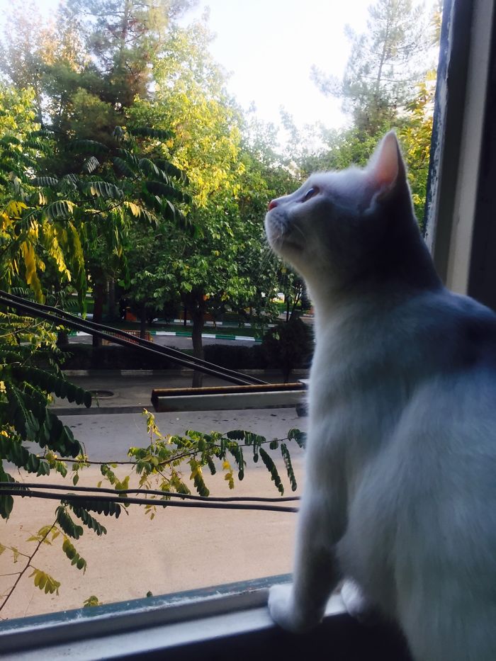 My Cat:panbe😺
