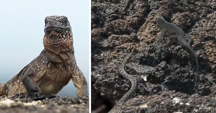 People Are Calling This Scene From Planet Earth 2 The Most Intense TV Moment Ever