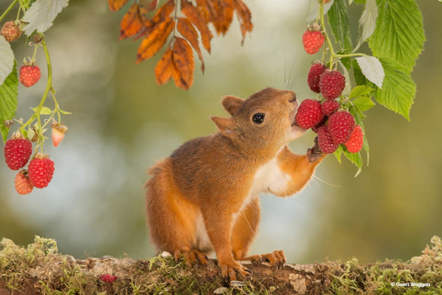 Swedish Photographer Geert Weggen Takes The Cutest Photos Of Squirrels