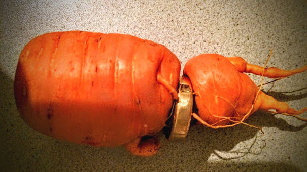 82-Year-Old Man Just Discovered His Lost Wedding Ring In Carrot From His Own Garden