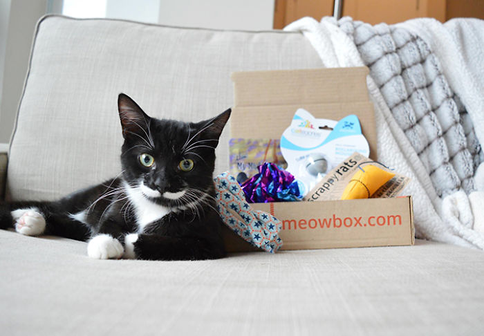 Best Pet Gifts This Christmas