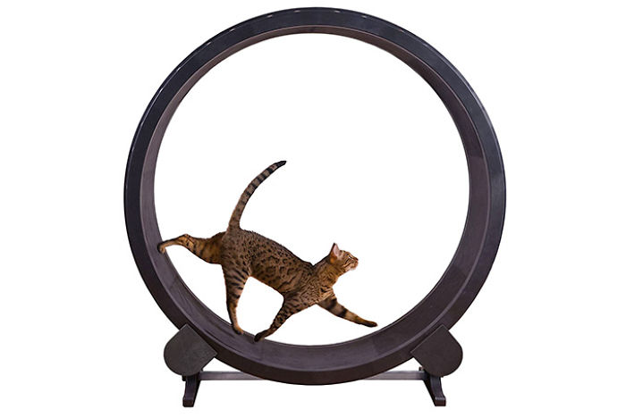 Best Pet Gifts This Christmas