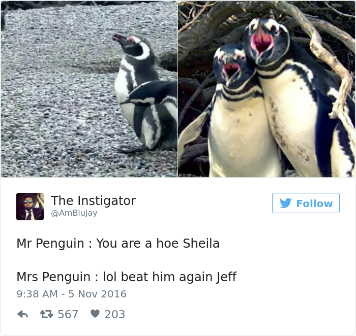 penguin-fights-homewrecker-cheating-wife-16
