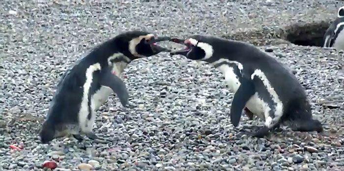 Penguin Comes Home To Find Cheating Wife, And His Fight Against Homewrecker Goes Viral
