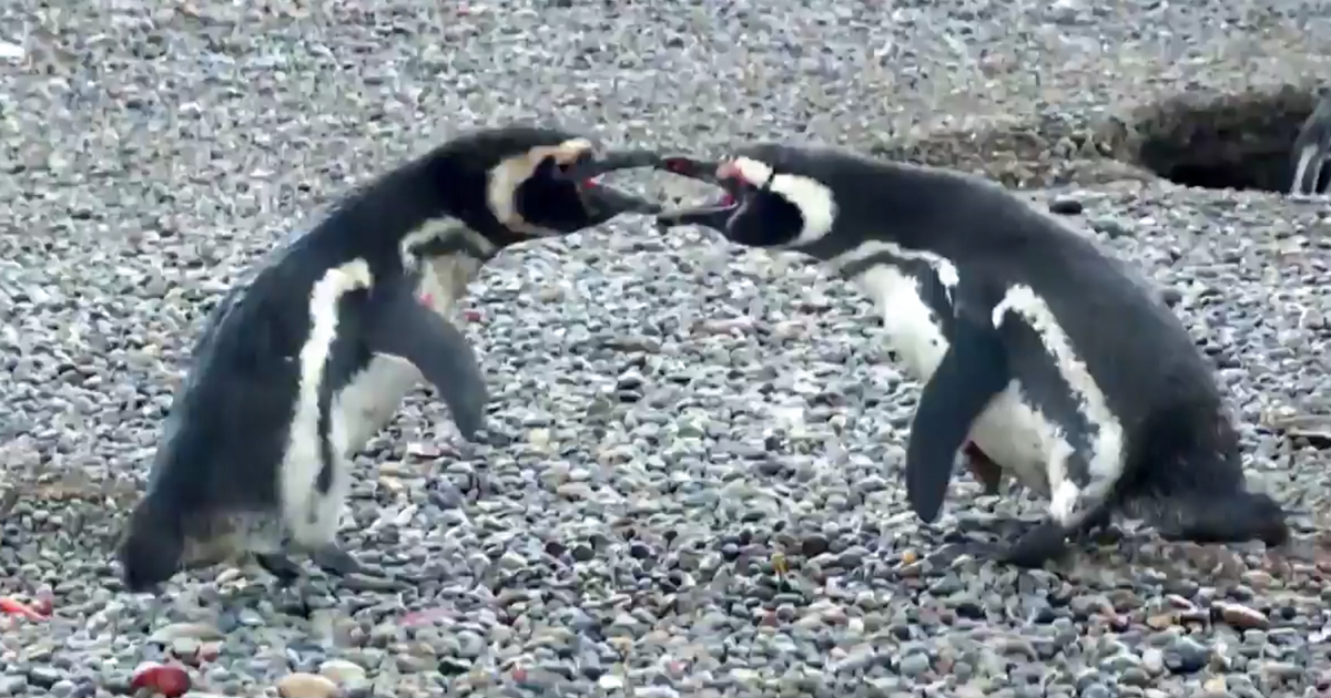 Penguin Comes Home To Find Cheating Wife, And His Fight Against Homewrecker  Goes Viral | Bored Panda
