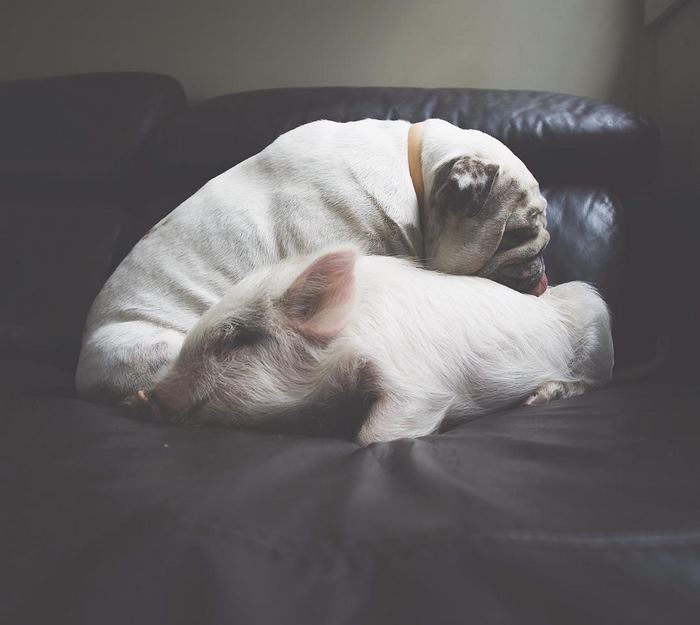 This Pig Is Convinced She Is A Puppy, Does Everything Like A Dog