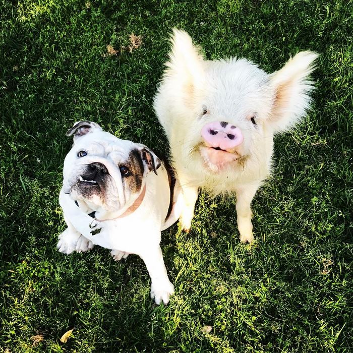 This Pig Is Convinced She Is A Puppy, Does Everything Like A Dog