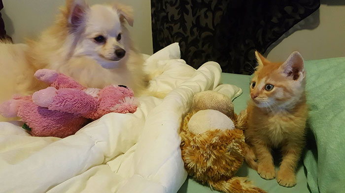 pomeranian-dog-adopts-ginger-kitten-10