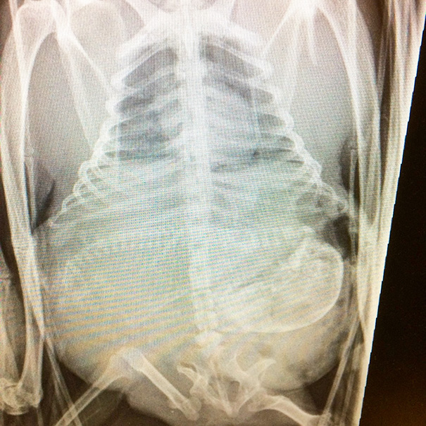 X-Ray Of A Pregnant Bat