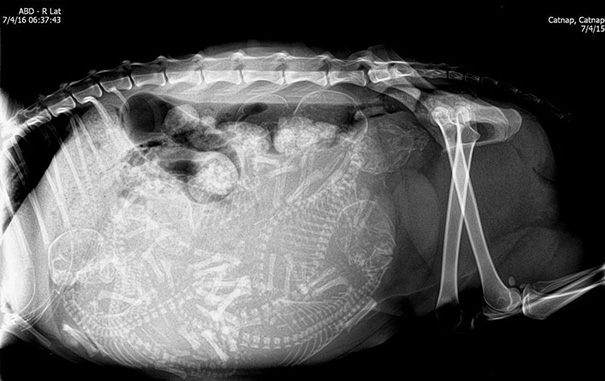 X-Ray Of A Pregnant Cat