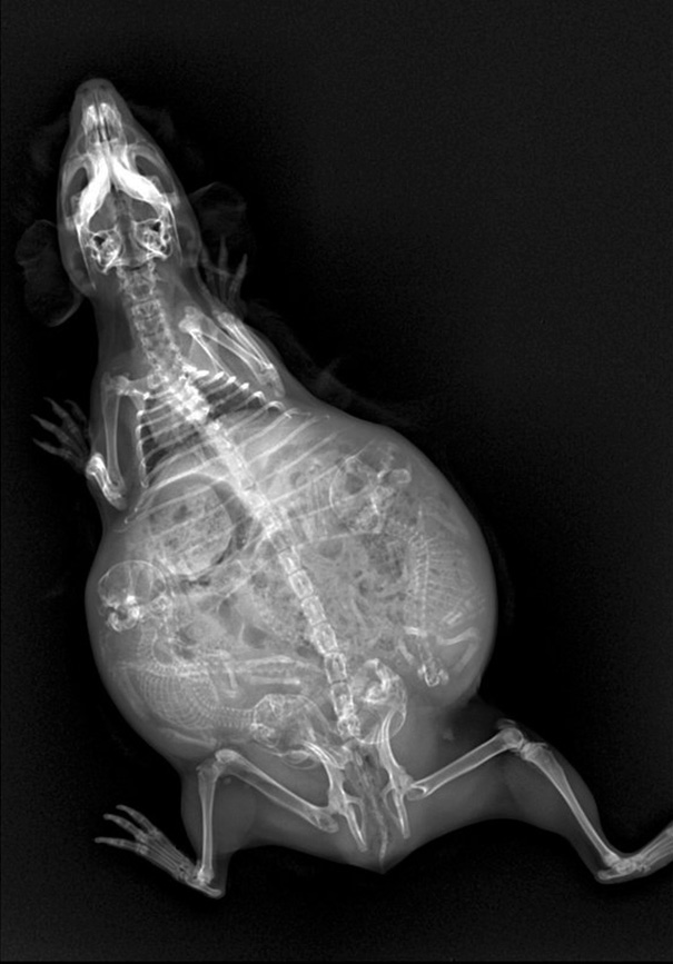 A Pregnant Guinea Pig