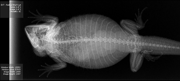 X-Ray Of My Bearded Dragon Kora