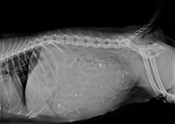 An X-Ray Of My Aunt's Pregnant Cocker Spaniel