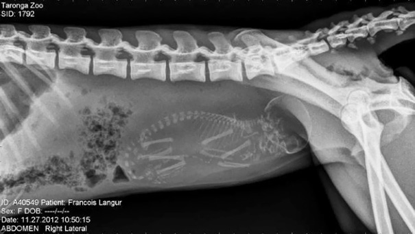 An X-Ray Of A Pregnant Francois Langur Monkey