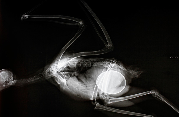 Pregnant Red-Tailed Hawk X-Ray