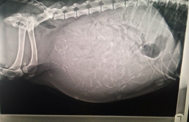 X-Ray Of A Pregnant Dog