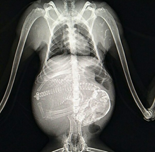 Pregnant Bat's X-Ray