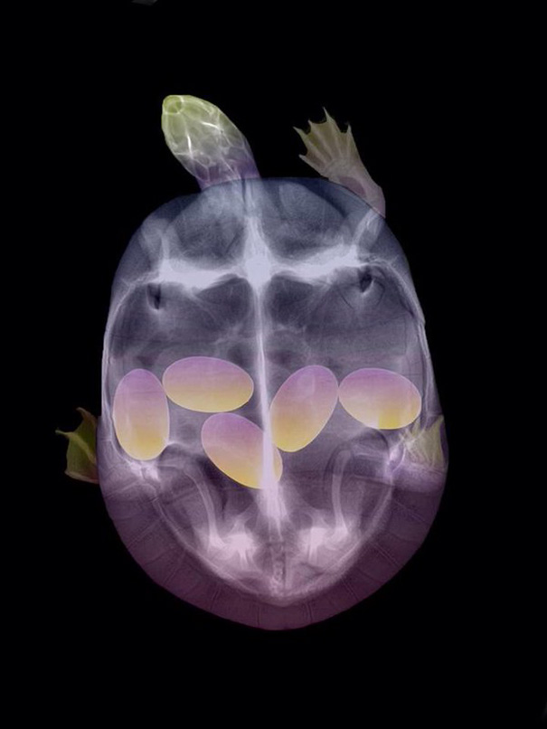 X-Ray Of A Pregnant Turtle