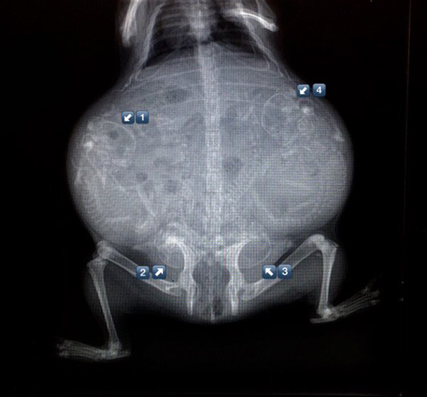 An X-Ray Of A Pregnant Guinea Pig?