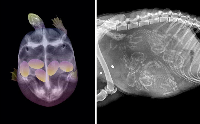 23 X-Rays Of Pregnant Animal Bellies That We Can’t Decide Are Cute Or Creepy