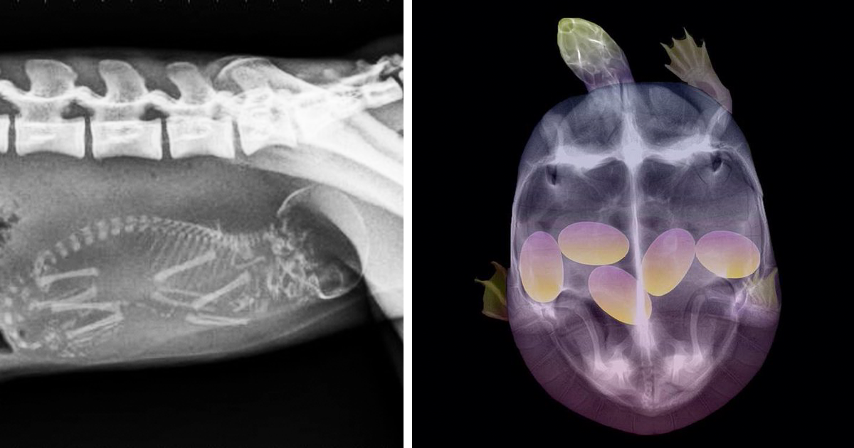 23 X-Rays Of Pregnant Animal Bellies That We Can't Decide Are Cute Or  Creepy | Bored Panda