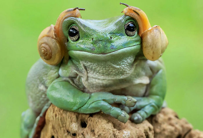 princess-leia-frog-snails-photoshop-battle-38