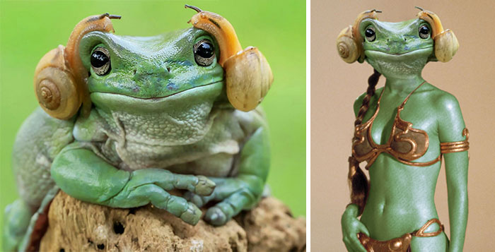 Frog That Looks Like Princess Leia Sparks Photoshop Battle, And The Results Are Hilarious
