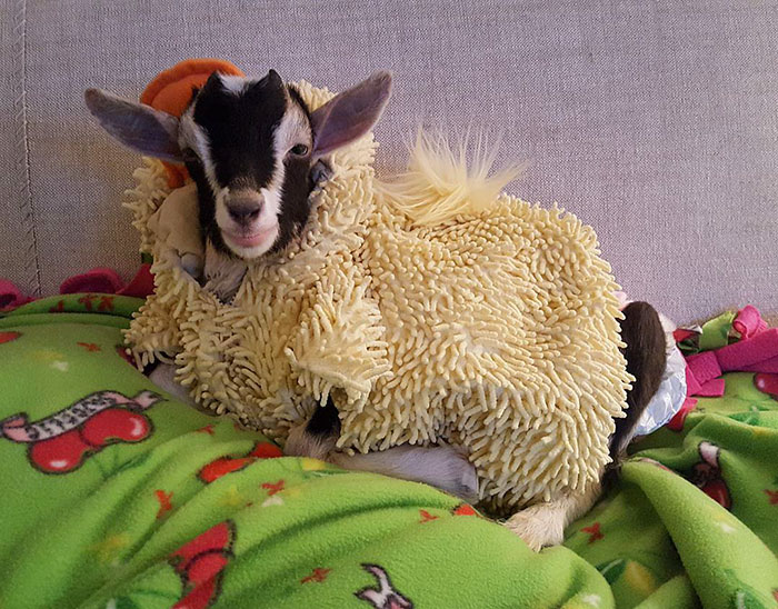 Rescue Goat Suffering From Anxiety Only Calms Down In Her Duck Costume