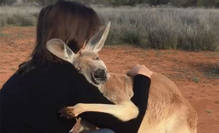 Rescued Kangaroo Hugs Her Rescuers Every Day, And The Internet Can’t Handle It
