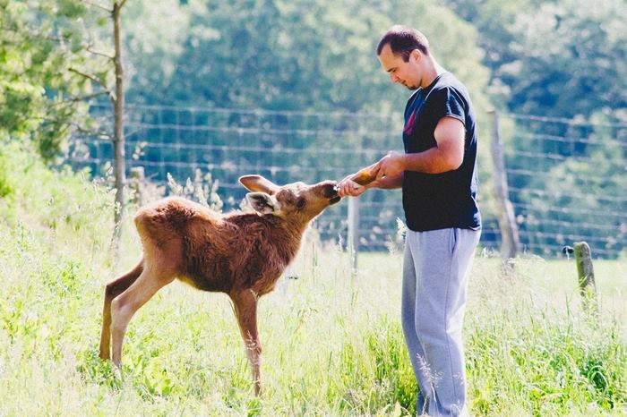 Guy Rescues A Baby Moose, And Now It Visits Him Every Day
