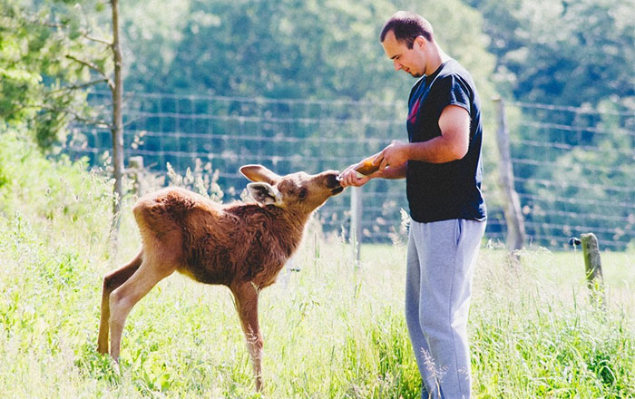 Guy Rescues A Baby Moose, And Now It Visits Him Every Day
