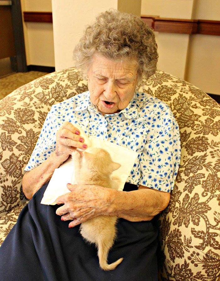 Animal Shelter Partners With Elderly Care Facility To Save Both Orphaned  Kittens And Elders | Bored Panda