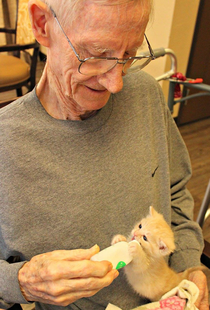 retirement-home-shelter-cats-2