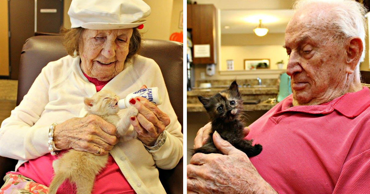 Animal Shelter Partners With Elderly Care Facility To Save Both Orphaned  Kittens And Elders | Bored Panda