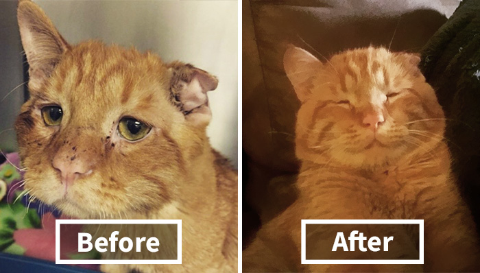 Couple Adopts ‘Saddest Cat’ In The World Nobody Wanted, Here’s How Kitty Transformed In One Hour