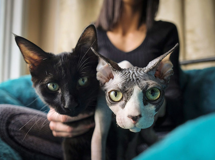 Woman Shocked After Realizing Her $700 Hairless Sphynx Cat Is Actually A Regular Cat That Was Shaved