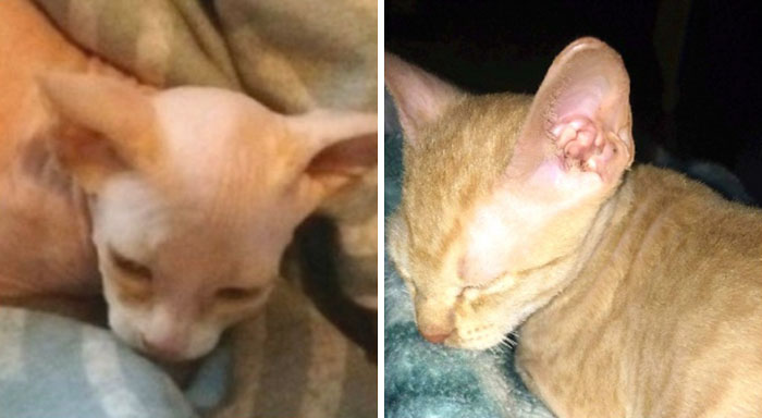 Woman Shocked After Realizing Her $700 Hairless Sphynx Cat Is Actually A Regular Cat That Was Shaved